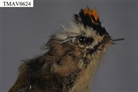 火冠戴菊鳥藏品圖，第15張